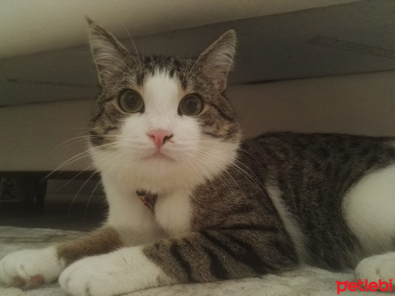 Tekir Kedi, Kedi  Minnoş fotoğrafı