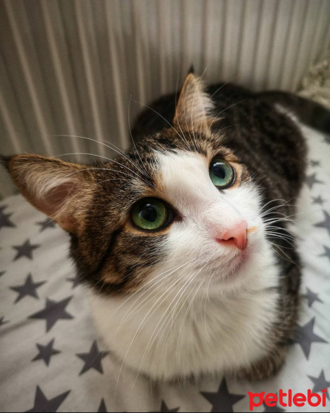 Tekir Kedi, Kedi  Minnoş fotoğrafı