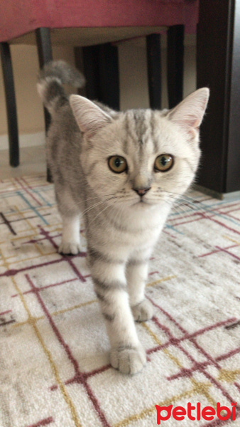British Shorthair, Kedi  Mia fotoğrafı