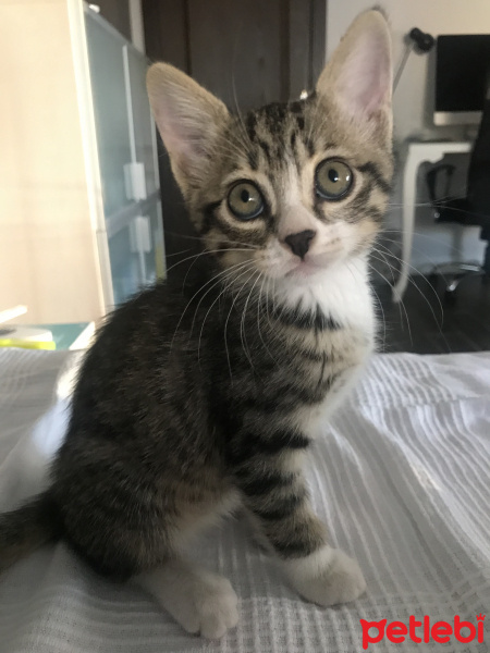 Tekir Kedi, Kedi  Kivi fotoğrafı