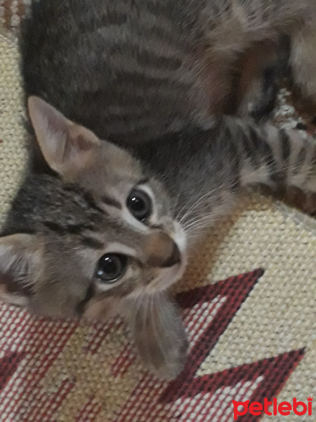 Tekir Kedi, Kedi  İsim koymadık fotoğrafı