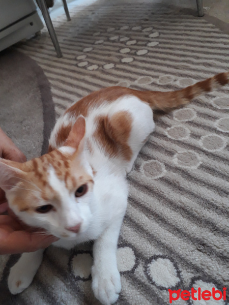 Tekir Kedi, Kedi  Pamuk fotoğrafı