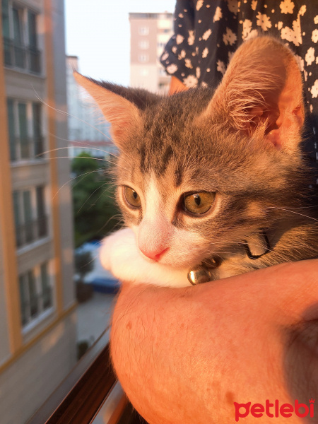 Tekir Kedi, Kedi  Milo fotoğrafı