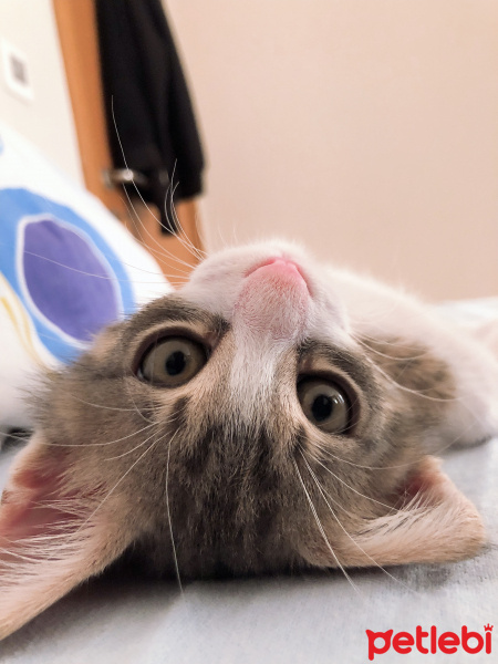 Tekir Kedi, Kedi  Milo fotoğrafı