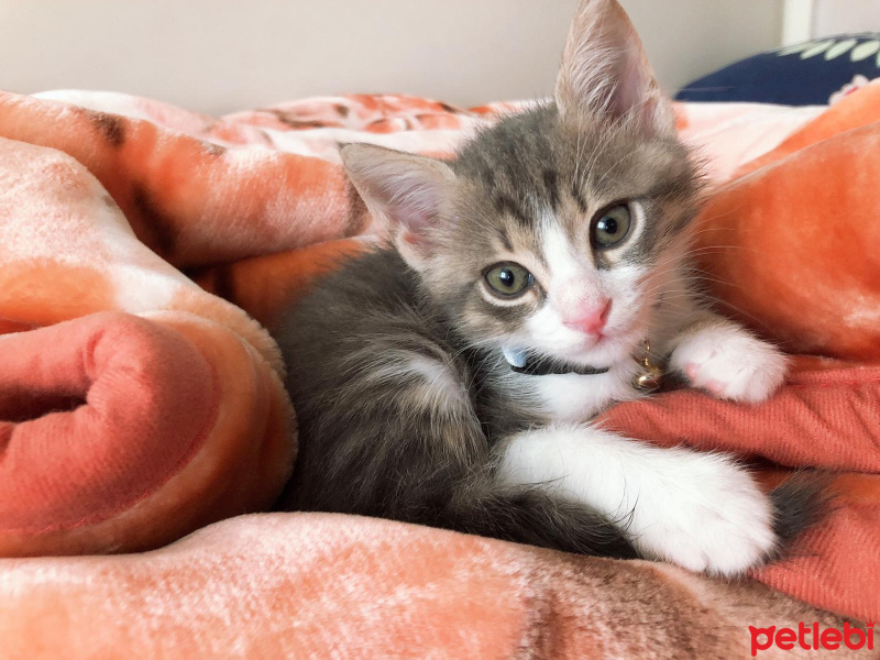 Tekir Kedi, Kedi  Milo fotoğrafı