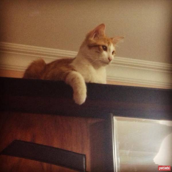 Tekir Kedi, Kedi  Tarçın  fotoğrafı