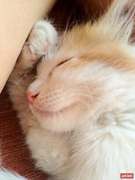 Tekir Kedi, Kedi  Tarçın  fotoğrafı