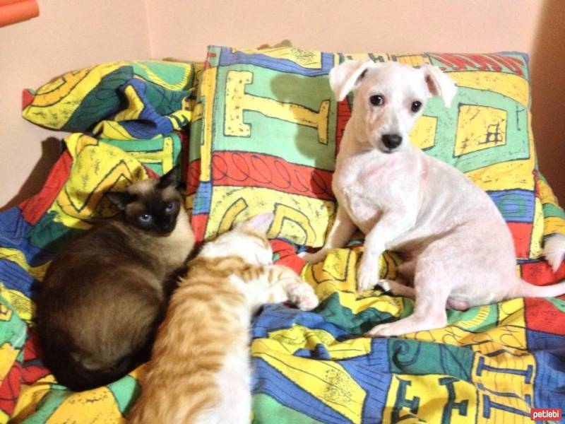 Tekir Kedi, Kedi  Tarçın  fotoğrafı