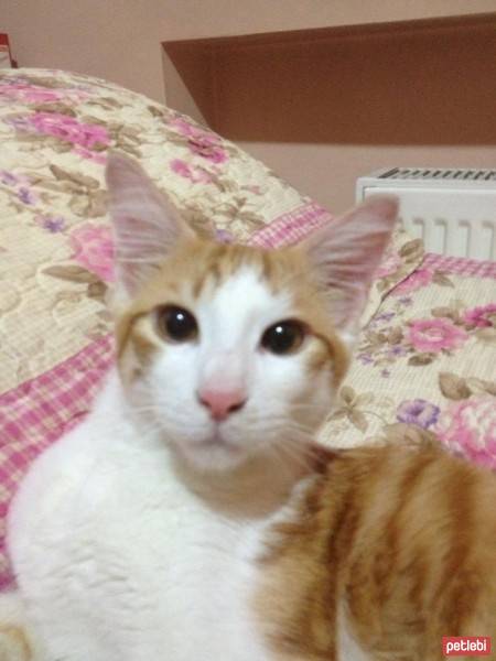 Tekir Kedi, Kedi  Tarçın  fotoğrafı