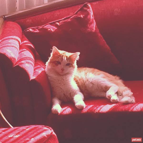 Tekir Kedi, Kedi  Tarçın  fotoğrafı