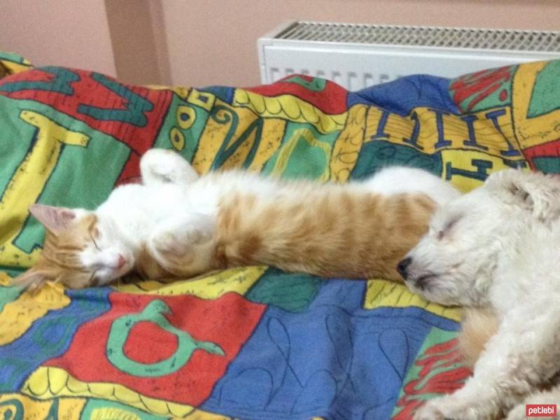 Tekir Kedi, Kedi  Tarçın  fotoğrafı