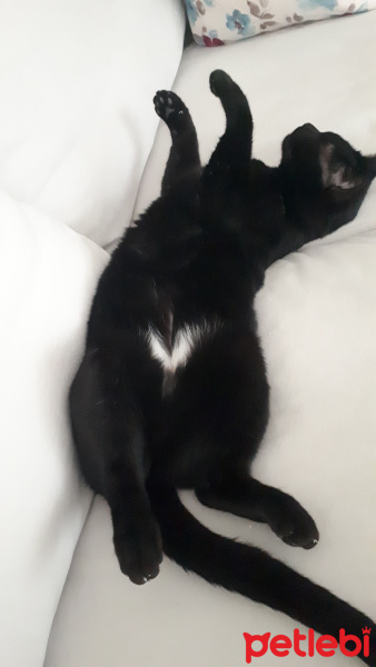 Bombay, Kedi  Pita fotoğrafı