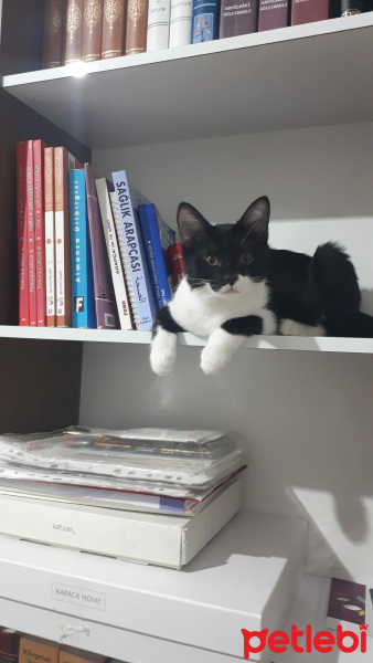 Tuxedo (Smokin) Kedi, Kedi  Mükü fotoğrafı