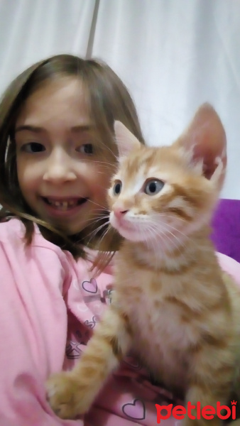 Sarman, Kedi  Cesur fotoğrafı