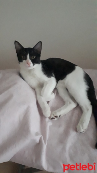 Tuxedo (Smokin) Kedi, Kedi  Büdü fotoğrafı