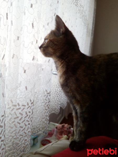 Tekir Kedi, Kedi  Kirloş fotoğrafı
