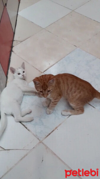 Tekir Kedi, Kedi  Tarçın fotoğrafı