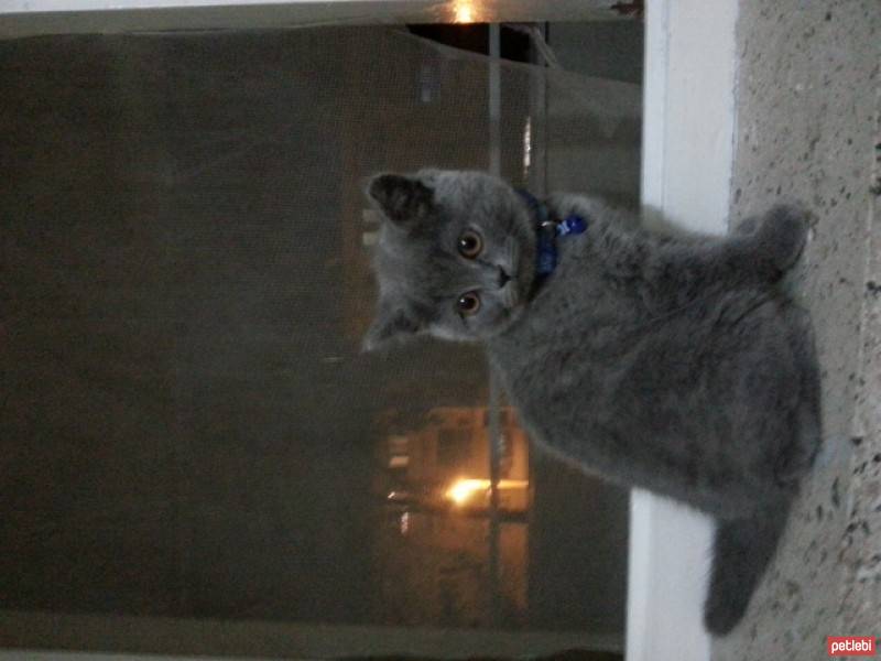 British Shorthair, Kedi  ŞURİ fotoğrafı