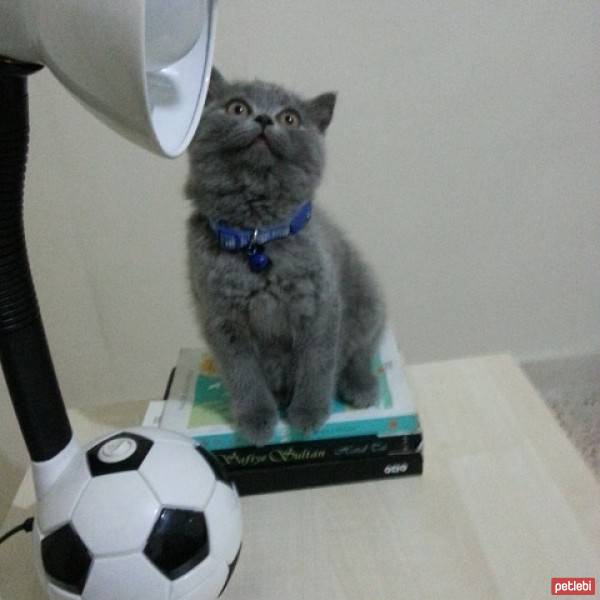 British Shorthair, Kedi  ŞURİ fotoğrafı