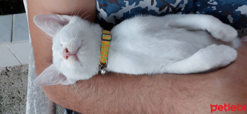 Ankara Kedisi, Kedi  Pamuk fotoğrafı