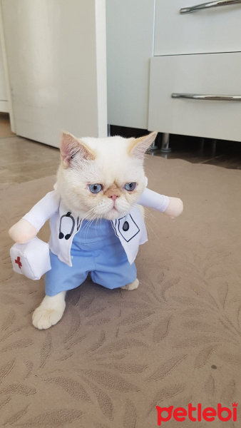 Exotic Shorthair, Kedi  Yami fotoğrafı