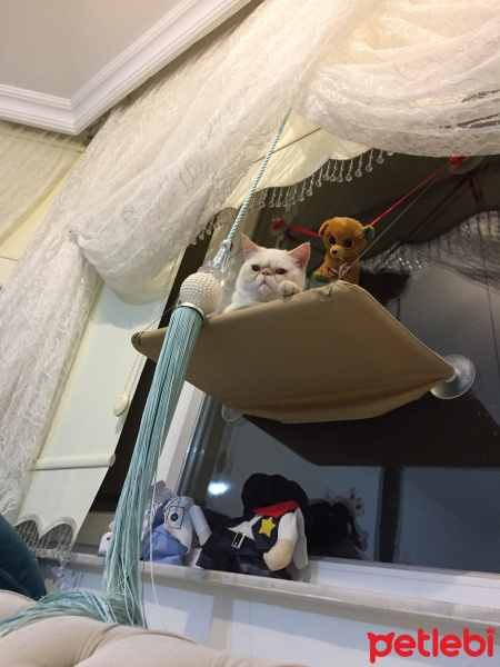 Exotic Shorthair, Kedi  Yami fotoğrafı