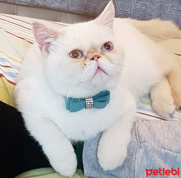 Exotic Shorthair, Kedi  Yami fotoğrafı