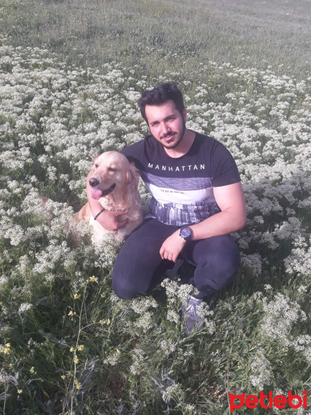 Golden Retriever, Köpek  Şişko fotoğrafı