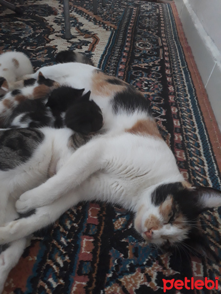 Tekir Kedi, Kedi  Makbuş fotoğrafı