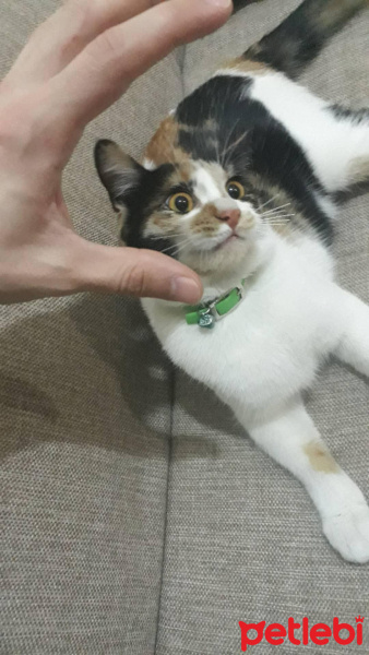 Tekir Kedi, Kedi  Makbuş fotoğrafı