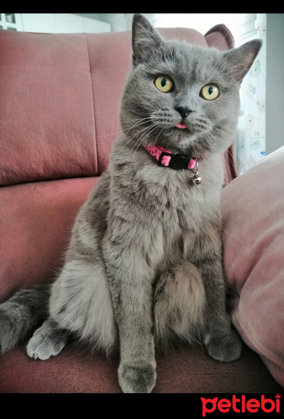 British Shorthair, Kedi  Maya fotoğrafı