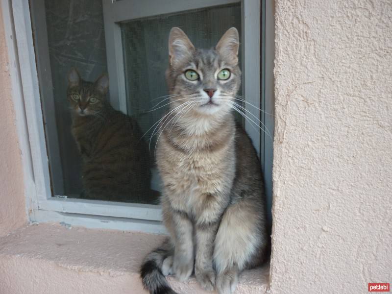 Tekir Kedi, Kedi  bonbon fotoğrafı