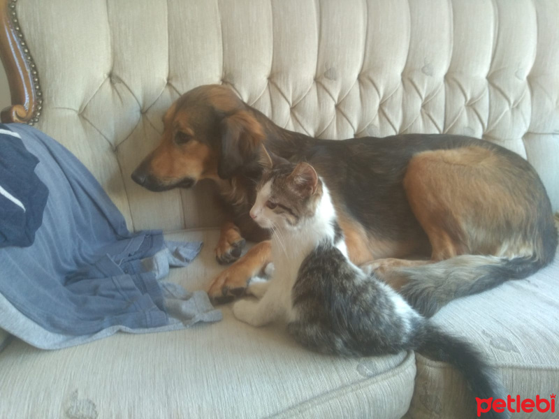 Tekir Kedi, Kedi  Valeri fotoğrafı