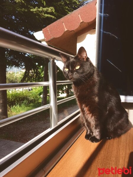 Bombay, Kedi  Çörek fotoğrafı