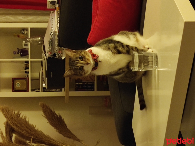Tekir Kedi, Kedi  Şapşik fotoğrafı