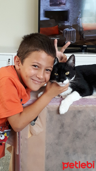 Tekir Kedi, Kedi  Zorro fotoğrafı
