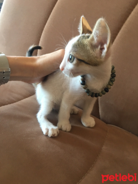 Soke, Kedi  Maviş fotoğrafı