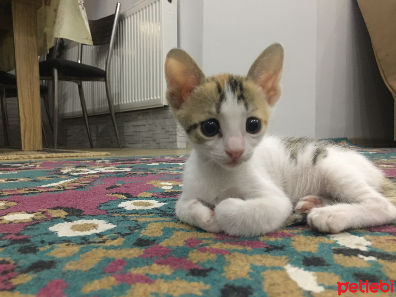 Soke, Kedi  Maviş fotoğrafı