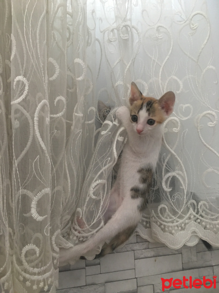 Soke, Kedi  Maviş fotoğrafı