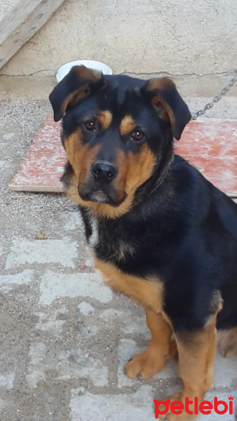 Rottweiler, Köpek  Reis fotoğrafı