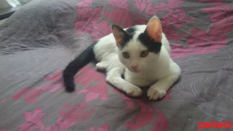 Tekir Kedi, Kedi  Pakuze fotoğrafı