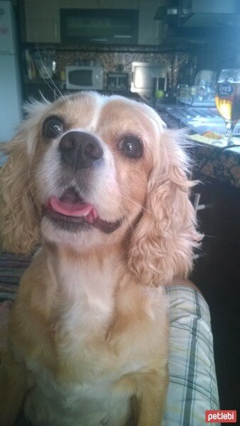 Cavalier King Charles Spanieli, Köpek  Şila fotoğrafı