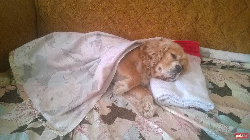 Cavalier King Charles Spanieli, Köpek  Şila fotoğrafı