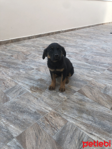 Rottweiler, Köpek  Rot fotoğrafı