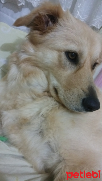 Golden Retriever, Köpek  Bella fotoğrafı