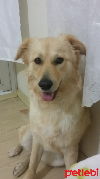 Golden Retriever, Köpek  Bella fotoğrafı
