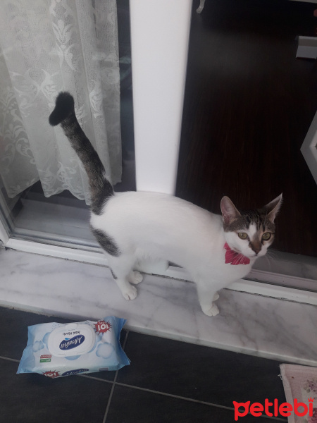 Sarman, Kedi  miya fotoğrafı