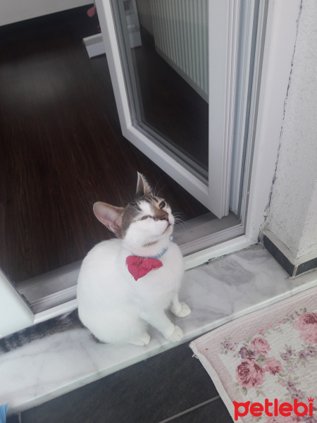 Sarman, Kedi  miya fotoğrafı