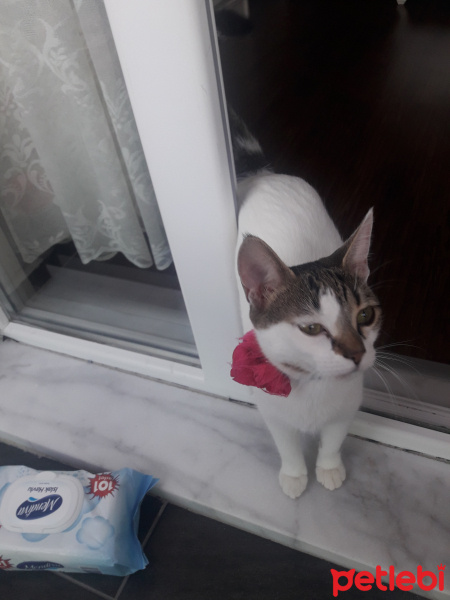 Sarman, Kedi  miya fotoğrafı