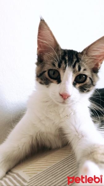Tekir Kedi, Kedi  Firuze fotoğrafı